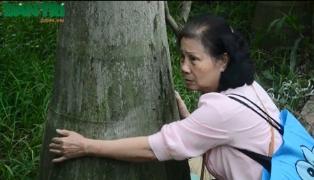 Sau màn dùng loa đe dọa cưỡng chế, phường Trần Phú lại "đánh đố" người dân - 1 Những cây cau vua bà Vũ Thị Bền trồng đã có tuổi đời hơn 5 năm