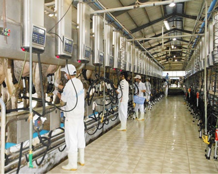 2 trang trại bò sữa của Vinamilk đạt chứng nhận ISO 9001:2008 - 3 Hệ thống vắt sữa tự động hiện đại được nhập khẩu từ Châu Âu.