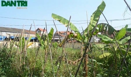 Công dân mong chờ bản án công tâm của Tòa án TP Hà Nội - 2 UBND xã Cát Quế không chứng minh được diện tích của nhà bà Oanh là đất công