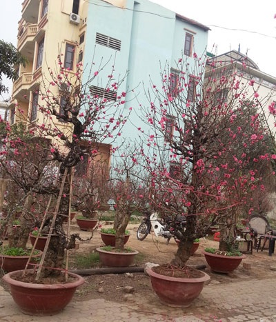 Khó khăn về kinh tế khiến nhu cầu chơi đào thế cao cấp sụt giảm nghiêm trọng