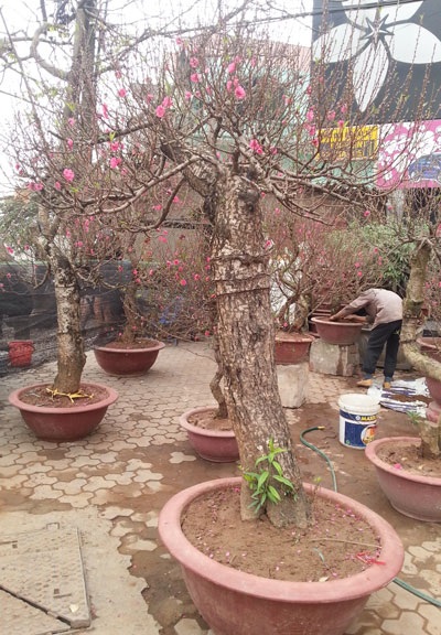 Những cây đào khủng có giá bán hàng chục triệu đồng đang ngóng khách
