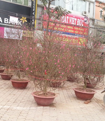 Loại đào có giá 1 - 2,5 triệu đồng được khách hàng chú ý hơn cả