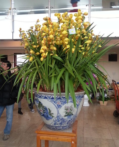 Những chậu địa lan có giá 10 - 17 triệu đồng không còn hút khách