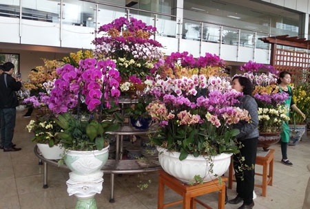 Loại đào có giá 1 - 2,5 triệu đồng được khách hàng chú ý hơn cả