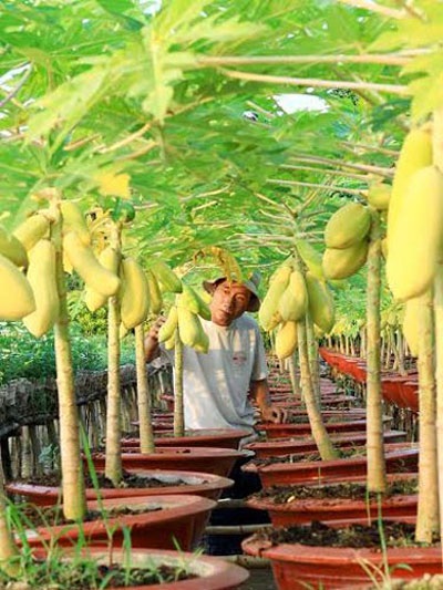 Kiểng lạ chơi Tết đắt hàng - 2 Kiểng đu đủ mới lạ được thị trường Tết ưa chuộng