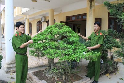 Bộ Công an chỉ đạo làm rõ vụ cướp cây cảnh “tiền tỷ” ở tỉnh Hòa Bình - 3 Văn bản hồi âm Cơ quan CSĐT - Công an tỉnh Hòa Bình gửi báo Dân trí