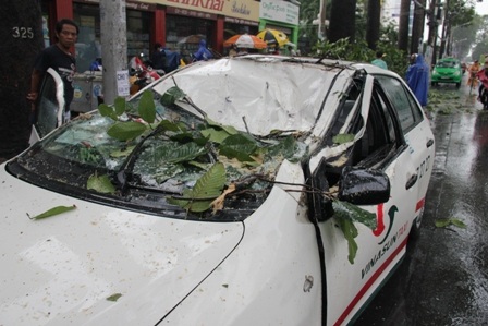 Chiếc xe taxi bị cành cây rơi trúng