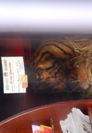 Hũ rượu có ngâm cá thể nghi là hổ được cửa hàng dán dòng chữ “hổ con ngâm rượu”.