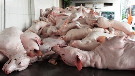 Số heo và chó “bẩn” bị phát hiện trên xe khách chất lượng cao
