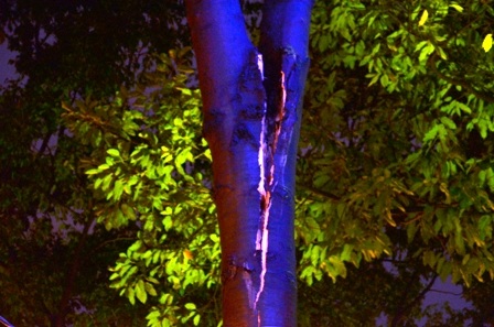 Đường Trần Quang Khải bị phong tỏa vì cây xanh chẻ đôi có nguy cơ gãy đổ