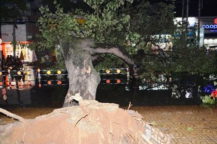 Cây choán toàn bộ mặt đường