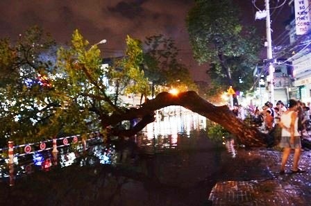 Hiện trường cây cổ thụ ngã ra đường Hậu Giang