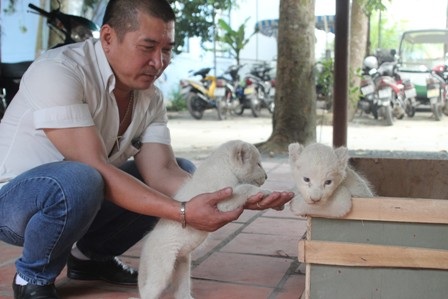 Hai chú sư tử trắng quý hiếm tại 