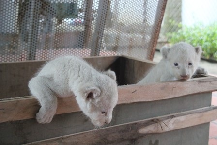 Hai chú sư tử trắng quý hiếm tại 