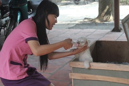 Nhân viên vườn thú đang chăm sóc 2 chú sư tử trắng