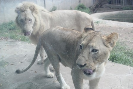 Cặp sư tử bố mẹ.