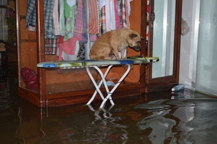Một chú chó nhảy lên bàn để tránh lũ
