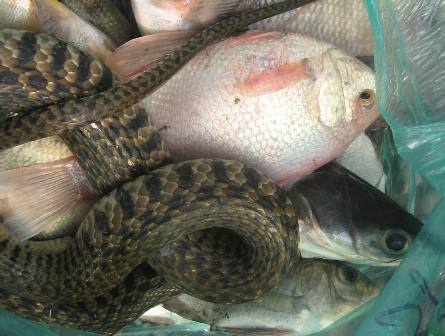 Bắt được nhiều cá và cả rắn nước.