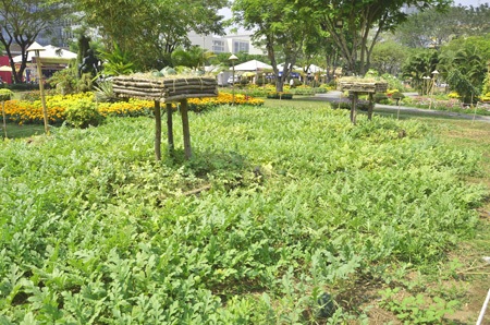 Độc đáo chợ nổi miền Tây trong hội hoa xuân 2014 - 15 Ruộng dưa hấu, giàn bầu tái hiện hồn quê Việt Nam