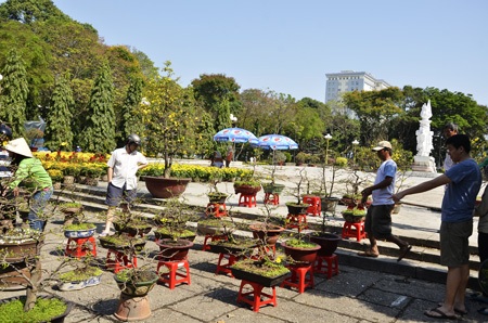 Riêng mai vàng nhất định không giảm giá