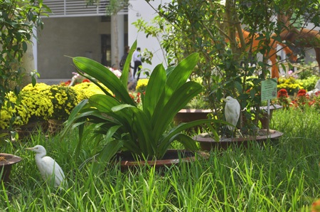 Độc đáo chợ nổi miền Tây trong hội hoa xuân 2014 - 11 Những chú cò trắng và đàn vịt càng khiến cho khung cảnh vùng quê thêm gần gũi