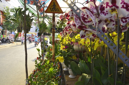 Những chậu lan khoe sắc dọc bến Bình Đông