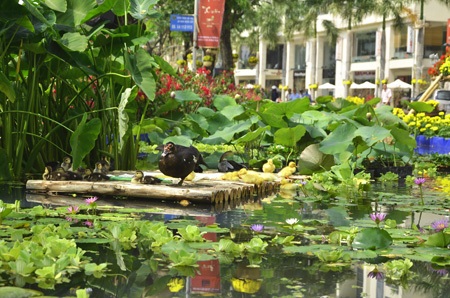 Những chú cò trắng và đàn vịt càng khiến cho khung cảnh vùng quê thêm gần gũi