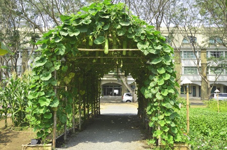 Độc đáo chợ nổi miền Tây trong hội hoa xuân 2014 - 17 Ruộng dưa hấu, giàn bầu tái hiện hồn quê Việt Nam