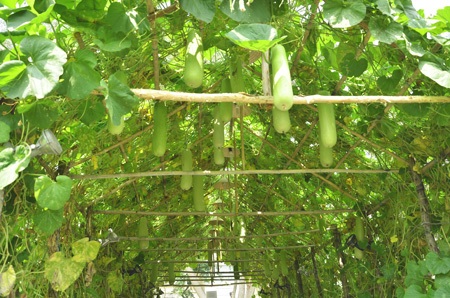 Độc đáo chợ nổi miền Tây trong hội hoa xuân 2014 - 16 Ruộng dưa hấu, giàn bầu tái hiện hồn quê Việt Nam