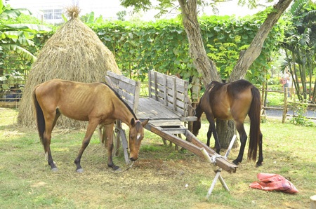 Độc đáo chợ nổi miền Tây trong hội hoa xuân 2014 - 14 Những chú ngựa kéo xe thật cũng được đưa đến hội hoa xuân năm nay