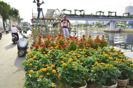 Thuyền hoa kiểng cập bến Sài Gòn - 5 Hoa mào gà, vạn thọ chờ khách mua