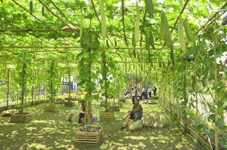 Độc đáo chợ nổi miền Tây trong hội hoa xuân 2014 - 19 Những giàn bí trĩu quả sẽ khởi gợi trong lòng khách du xuân tình yêu quê hương