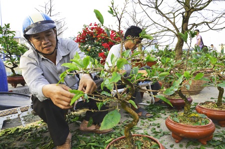Thuyền hoa kiểng cập bến Sài Gòn - 7 Đã có khách mua hoa sớm
