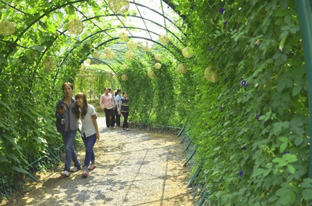 Độc đáo chợ nổi miền Tây trong hội hoa xuân 2014 - 18 Những giàn bí trĩu quả sẽ khởi gợi trong lòng khách du xuân tình yêu quê hương