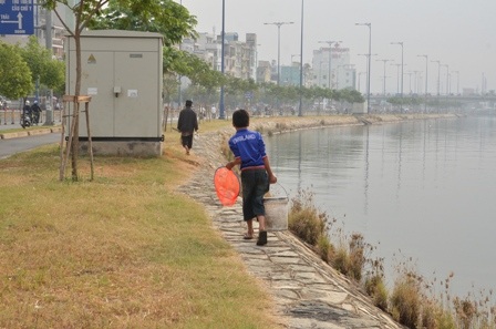 Những chú cá chép vừa được thả ra thì bị người dân bắt lại