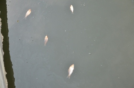 Và những chú cá không thích nghi được với môi trường nước đã chết nổi trên sông (Ảnh: Đình Thảo).