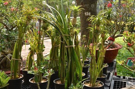 Khóm cảnh có hình thù lạ mắt mới xuất hiện năm nay