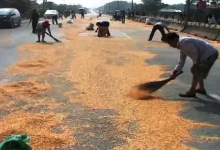 Lại xảy ra “hôi của” ở Đồng Nai - 3 Tuy nhiên nhiều người dân tốt bụng đã hốt bắp giúp tài xế