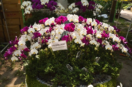 Kiểng “độc” giá gần... 2 tỉ đồng - 5 Chậu lan có giá 79 triệu đồng