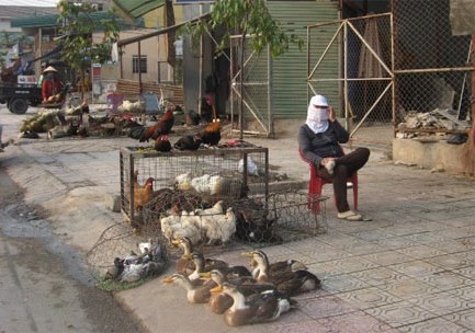 Quảng Trị: Tạm thời kiểm soát được dịch cúm gia cầm - 2 Gia cầm sống chưa qua kiểm dịch được bày bán tại TP Biên Hòa