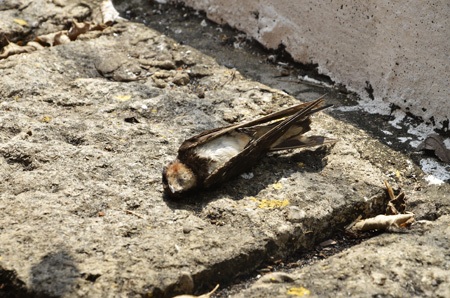 Những người bỏ tiền ra mua chim phóng sinh là tạo đức hay tạo nghiệp?