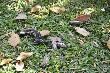 Và nằm chết la liệt trong khuôn viên Lăng Ông Bà Chiểu