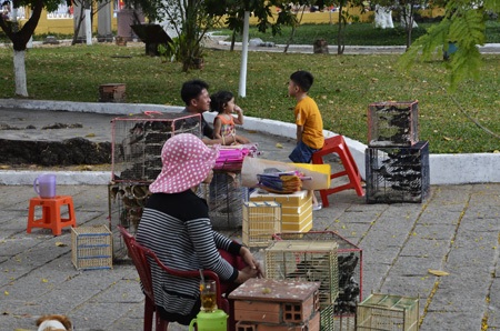 Những người bỏ tiền ra mua chim phóng sinh là tạo đức hay tạo nghiệp?
