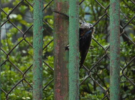 Những người bỏ tiền ra mua chim phóng sinh là tạo đức hay tạo nghiệp?