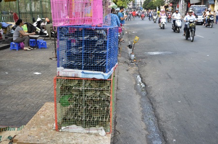 Những chú chim tội nghiệp được nhốt chật kín trong lồng