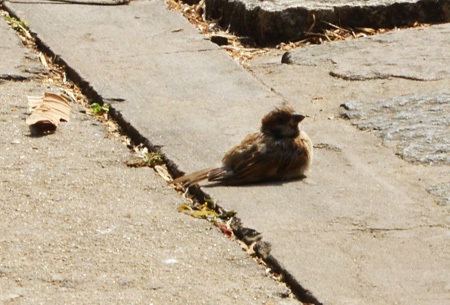 Những chú chim thả ra không thể bay được