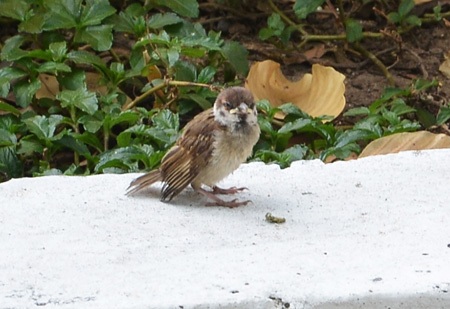 Những chú chim thả ra không thể bay được