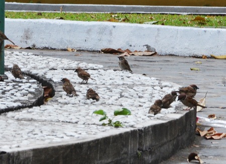 Những chú chim được phóng sinh không thể bay được vì đã bị người bán cắt ngắn cánh