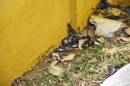 Và nằm chết la liệt trong khuôn viên Lăng Ông Bà Chiểu