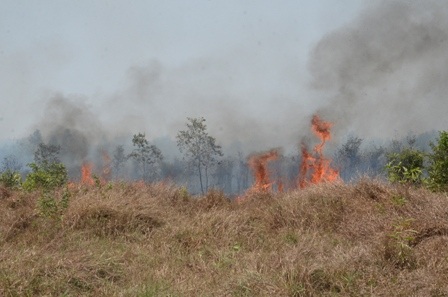 Hiện trường vụ cháy rừng tràm tại ấp 5, xã Vĩnh Lộc B